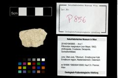 Foto (Objekt + Etikett) von Pithonoton marginatum (von Meyer, 1842)  (NHMW-GEO-2014-0194-0856)